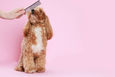 Hayvan bakımı. Pembe arka planda taraklı şirin bir köpek, yakın plan. Metin için boşluk