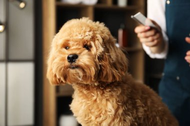 Kuaför ve sevimli pofuduk köpek kuaförde, yakın plan