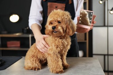 Kuaförde sevimli köpeğe ayna gösteren, yakın plan.