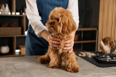 Kuaför ve sevimli pofuduk köpek kuaförde, yakın plan