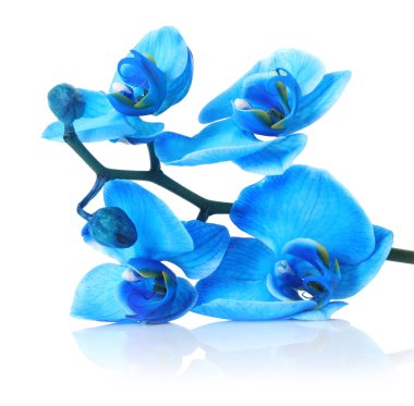 Güzel mavi orkide çiçeği beyaza izole edilmiş.