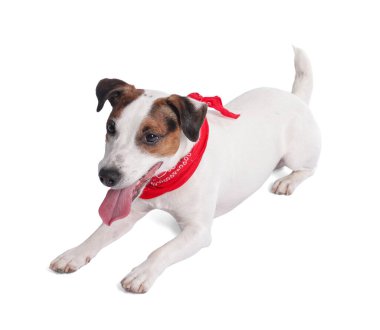 Beyaz arka planda kırmızı bandanalı şirin Jack Russell Terrier köpeği.