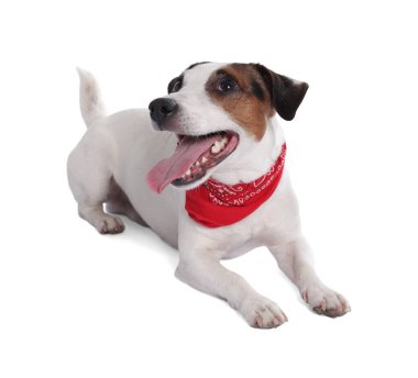 Beyaz arka planda kırmızı bandanalı şirin Jack Russell Terrier köpeği.