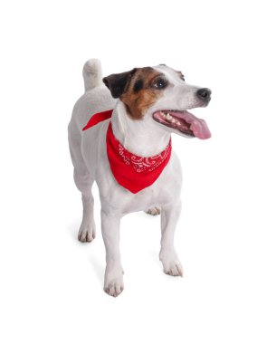 Beyaz arka planda duran kırmızı bandanalı şirin Jack Russell Terrier köpeği