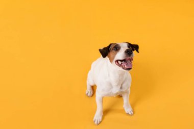 Sarı arka planda şirin Jack Russell Terrier köpeği. Metin için boşluk