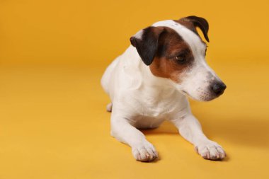 Sarı arka planda yatan sevimli Jack Russell Terrier köpeği. Metin için boşluk