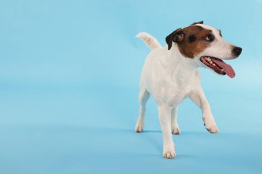 Açık mavi arka planda yürüyen şirin Jack Russell Terrier köpeği. Metin için boşluk