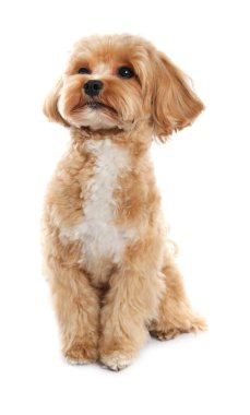 Beyaz arka planda sevimli bir Maltipoo köpeği. Sevimli hayvan