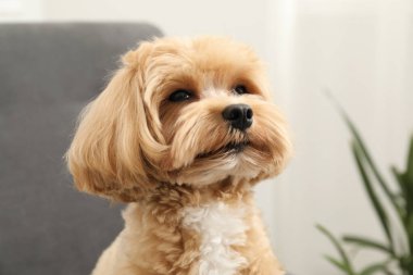 Şirin Maltipoo köpeği evde, mesaj için yer var.