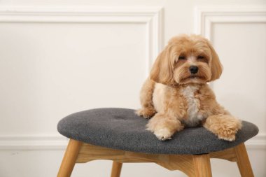 Şirin Maltipoo köpeği evde, mesaj için yer var.