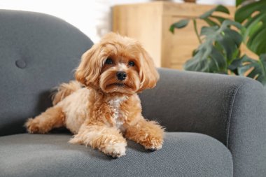 Evdeki kanepede oturan sevimli Maltipoo köpeği.