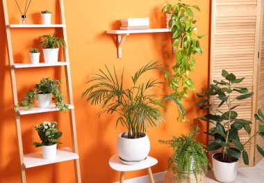 Turuncu duvarın yanında farklı güzel bitkiler var.