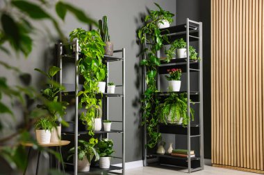 Gri duvarın yanındaki raf ünitesinde bir sürü güzel ev bitkisi var.