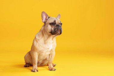 Sarı arka planda oturan sevimli Fransız bulldog köpeği. Metin için boşluk