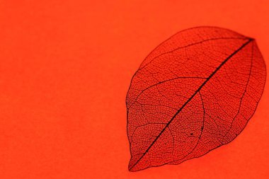 Kırmızı arka planda güzel bir iskelet yaprağı, makro manzara. Metin için boşluk