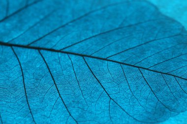 Açık mavi arkaplanda güzel iskelet yaprağı, makro görünüm