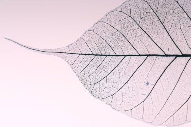 Işık arka planında güzel iskelet yaprağı, makro görünüm