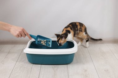 Çöp tepsisi temizleyen kadın ve sevimli kedi içeride, yakın plan.