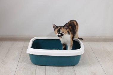 İçerideki çöp tepsisinde şirin bir kedi.