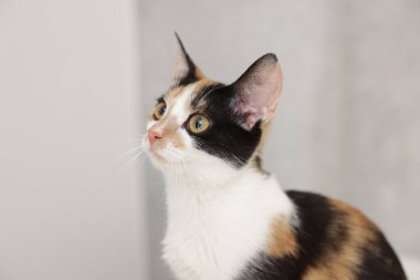 Hafif arka planda şirin bir kedi, yakın plan.