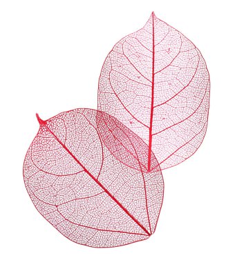 Güzel iskeletleşmiş yapraklar beyaz, üst manzara