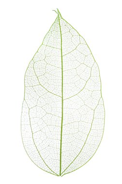 Güzel iskeletleşmiş yaprak beyaza izole edilmiş, üst manzara