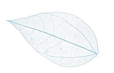 Güzel iskeletleşmiş yaprak beyaza izole edilmiş, üst manzara