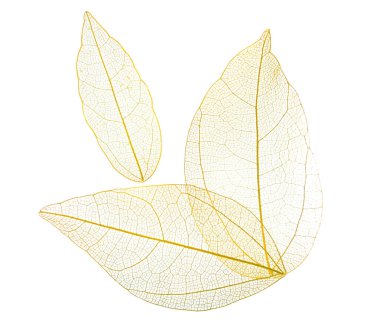 Güzel iskeletleşmiş yapraklar beyaz, üst manzara