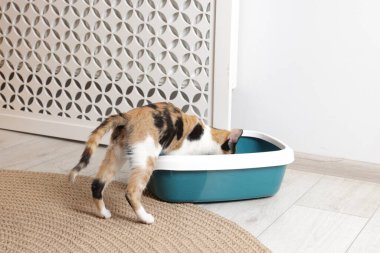 Şirin kedi ve kedi kumluğu.