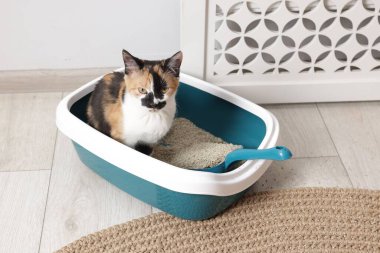 İçerideki çöp kutusunda oturan sevimli kedi.