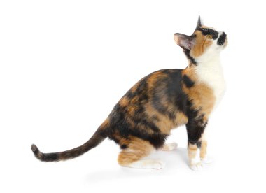 Beyaz arka planda oturan şirin bir kedicik.