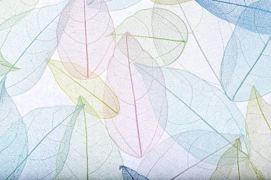 Beyaz arka planda güzel iskeletleşmiş yapraklar, düz uzanmış.