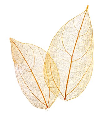 Güzel iskeletleşmiş yapraklar beyaz, üst manzara