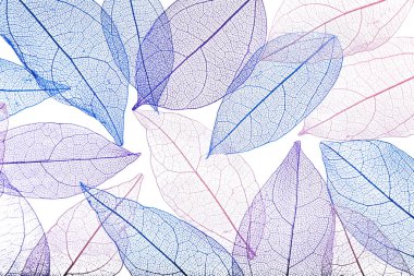 Beyaz arka planda güzel iskeletleşmiş yapraklar, düz uzanmış.