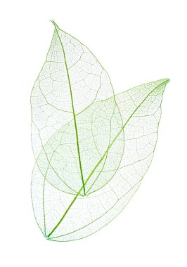 Güzel iskeletleşmiş yapraklar beyaz, üst manzara