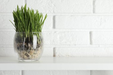Beyaz tuğla duvarın yanındaki rafta şeffaf tencerede buğday çimeni. Metin için boşluk