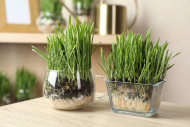 İçerideki ahşap masada şeffaf kaplarda buğday çimenleri, yakın plan.