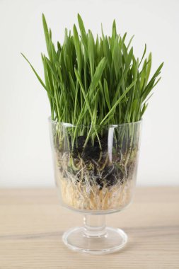 Buğday çimi şeffaf tencerede, ahşap masada, ışık duvarının yanında, yakın plan.