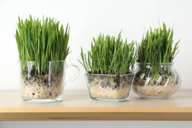 Buğday otları şeffaf kaplarda, ahşap raflarda, ışık duvarının yanında, yakın plan.