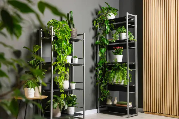 Gri duvarın yanındaki raf ünitesinde bir sürü güzel ev bitkisi var.
