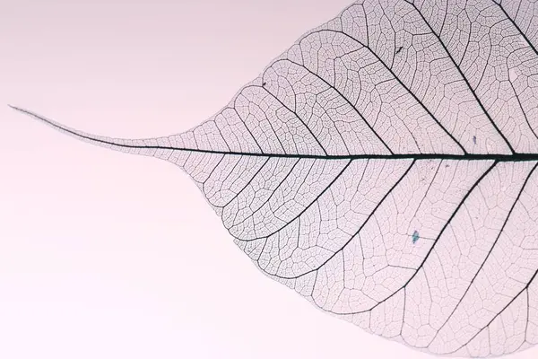 Işık arka planında güzel iskelet yaprağı, makro görünüm