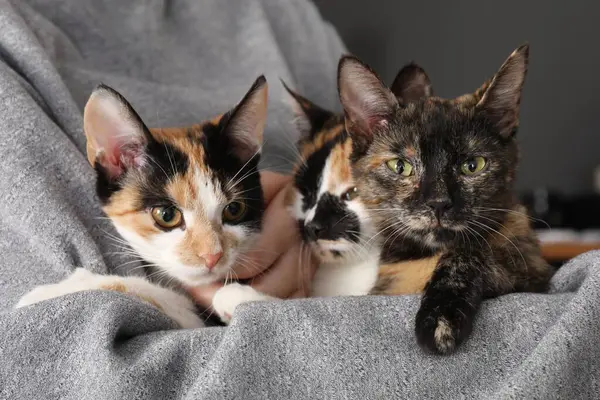 Evde sevimli kedileri olan bir kadın, yakın plan.