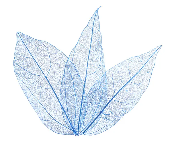 Güzel iskeletleşmiş yapraklar beyaz, üst manzara