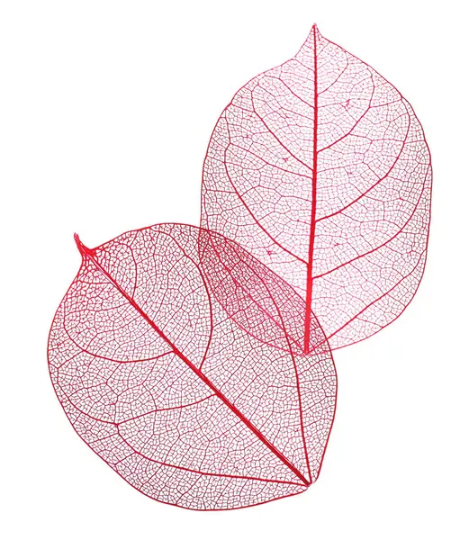 Güzel iskeletleşmiş yapraklar beyaz, üst manzara