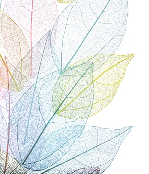 Güzel iskeletleşmiş yapraklar beyaz, üst manzara