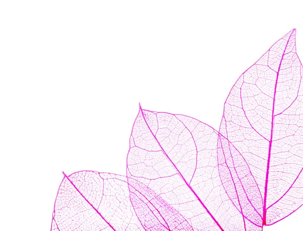 Güzel iskeletleşmiş yapraklar beyaz, üst manzara