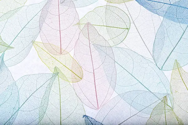 Beyaz arka planda güzel iskeletleşmiş yapraklar, düz uzanmış.