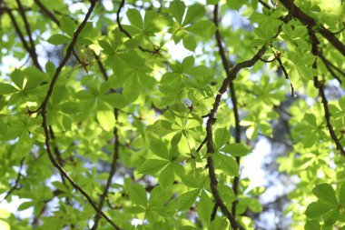 Arka planda yeşil yaprakları olan güzel ağaç taç, yakın plan.