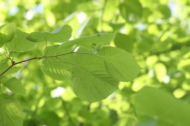 Arka planda yeşil yaprakları olan güzel ağaç taç, yakın plan.