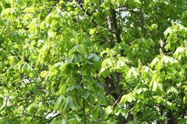 Arka planda yeşil yaprakları olan güzel ağaç taç, yakın plan.